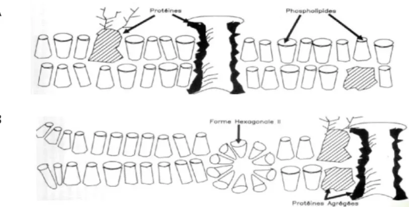 Figure  4 :  Exemples  de  modifications  pouvant  survenir  au  niveau  de  la  membrane  plasmique  lors  d’un  choc  thermique