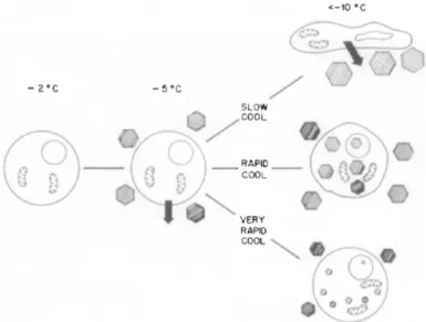 Figure 5 : Représentation schématique des événements physiques survenant lors de la congélation  d’une  cellule  d’après  Mazur  (31)