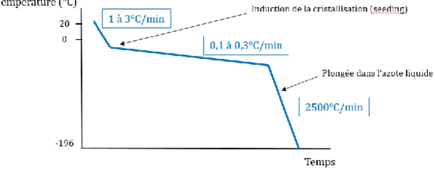 Figure  7 :  Représentation  graphique  de  la  pente  de  descente  en  température  appliquée  lors  du  processus de congélation lente
