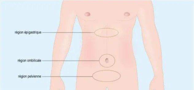 Figure 6: Schéma des différentes régions abdominales(54) 