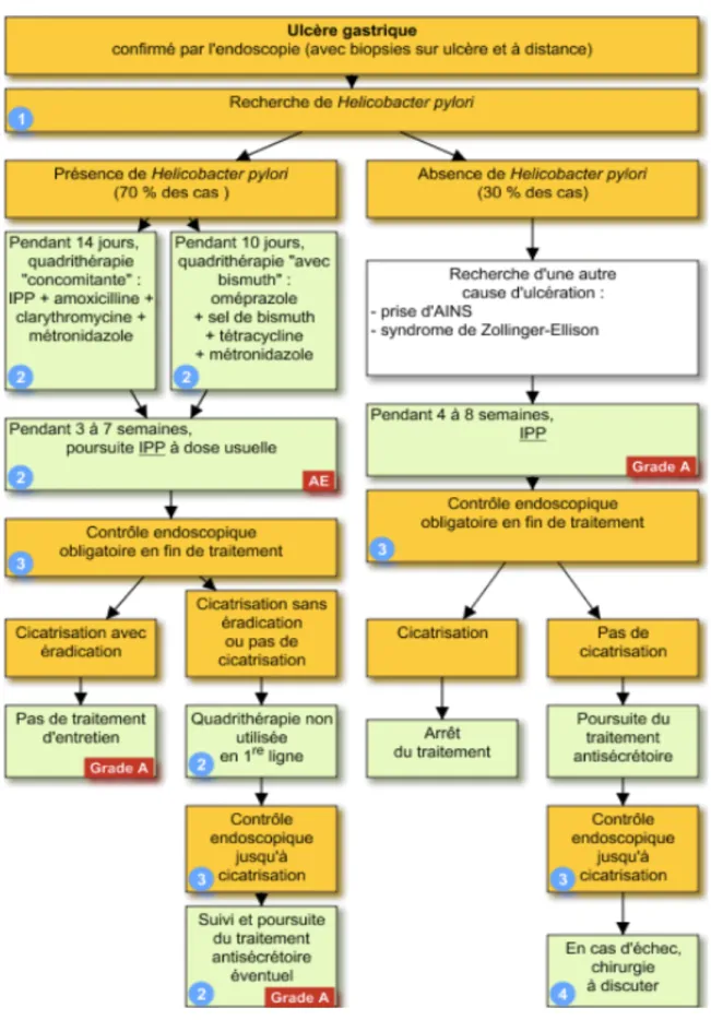 Figure 7: Arbre décisionnel relatif à la prise en charge de l'ulcère  gastrique(59) 