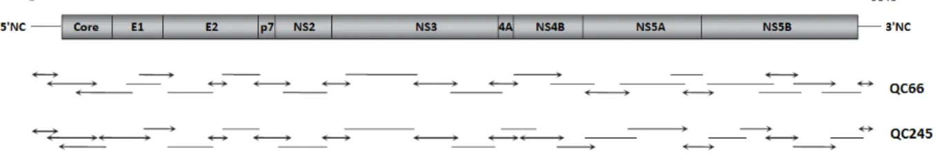Figure 7. Exemple d’amplification du génome entier par multiples amplicons chevauchants 