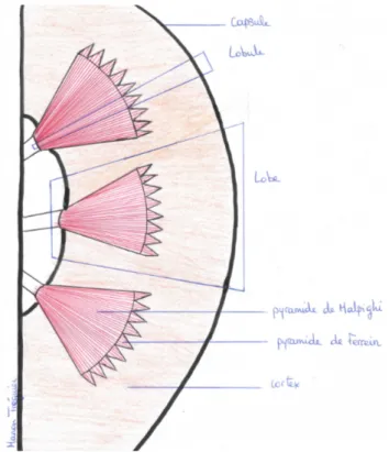 Figure 3 : Architecture lobulaire du rein 