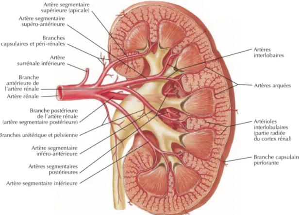 Figure 7 : Vascularisation artérielle du rein gauche, vue antérieure [6] 
