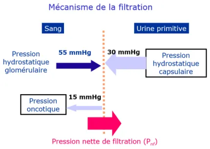 Figure 8 : Les pressions mises en jeu dans la filtration glomérulaire [17] 