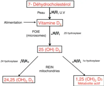 Figure 9 : Métabolisme de la vitamine D [21] 