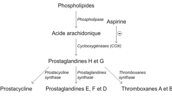Figure 11 : Synthèse des prostaglandines[23] 