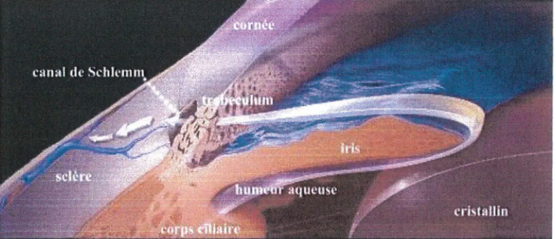 Figure 4 : La circulation de l'humeur a.queuse 