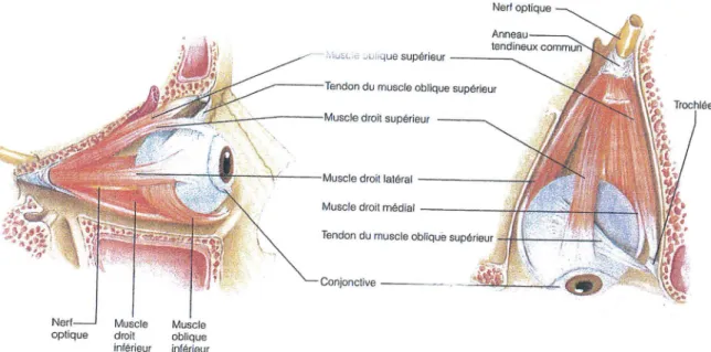 Tableau 5 : Action des muscles du bulbe oculaire 