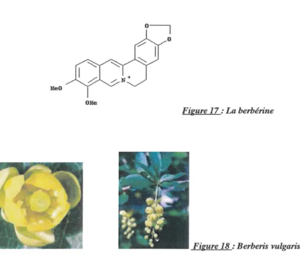 Figure 18: Berberis vulgaris 