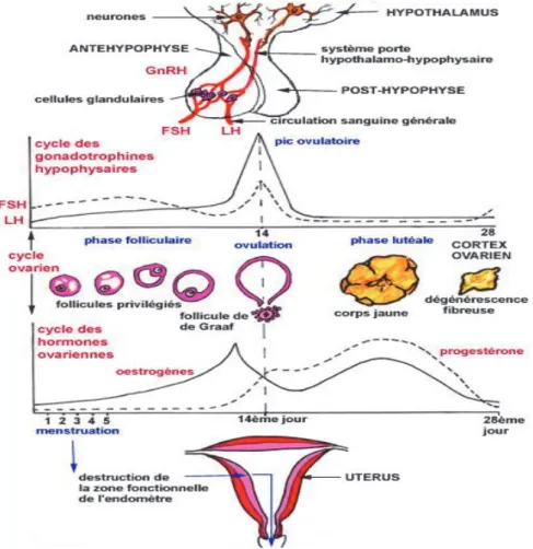 Figure 4 : Cycles des gonadotrophines hypophysaires et des hormones ovariennes. 