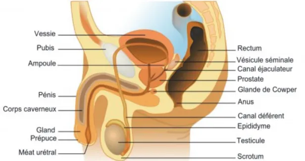 Figure 5 : L’appareil génital masculin. 