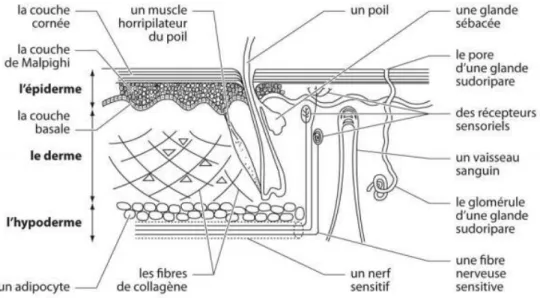 Figure 5 : Coupe schématique de la peau 45