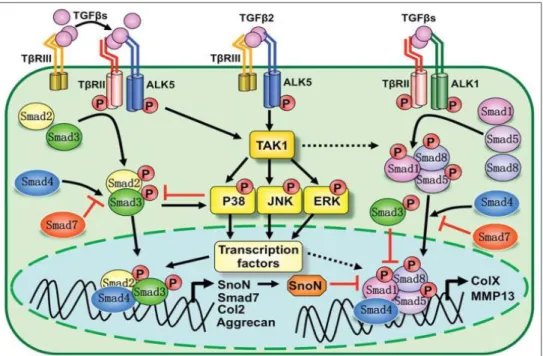 Figure 32 : Les différentes voies de signalisation du TGF-β  