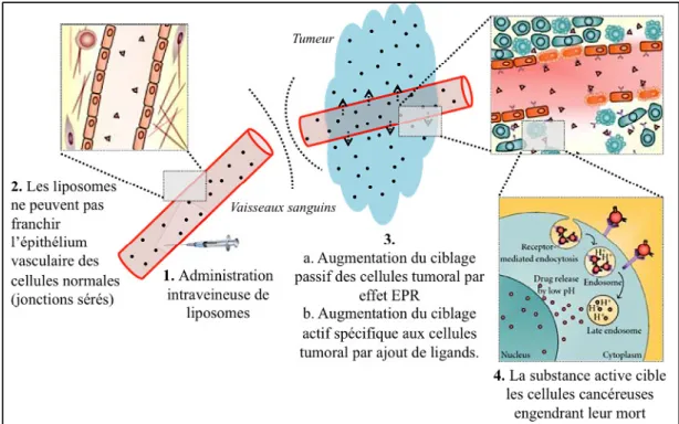 Figure N°2 : Schéma du devenir in vivo des liposomes après injection intraveineuse d’après [Wu et al 2010] 