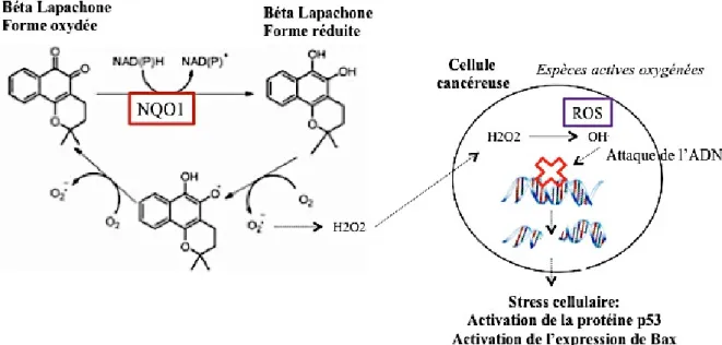 Figure N°4 : Mécanisme de la b-Lap au niveau de la cellule cancéreuse