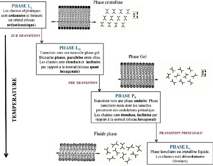 Figure N°9 : Schéma des différentes transitions de phase des phospholipides d’après  [C.Scomparin, 2009] 