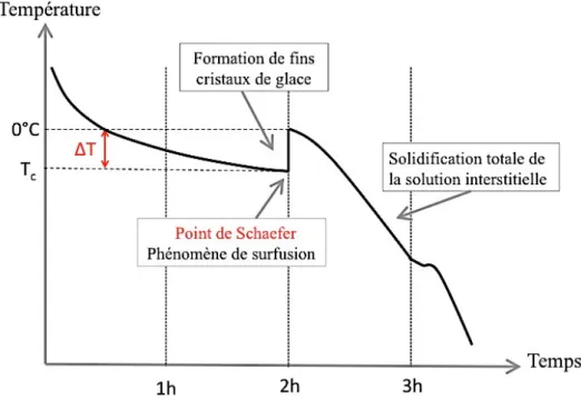 Figure N°14 : Phénomène de surfusion. ∆T = Degrés de surfusion ; Point de Schaefer = Début de la nucléation