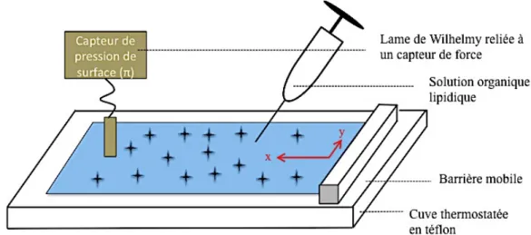 Figure N°21 : Balance de Langmuir, avec la barrière se déplaçant selon l’axe des x  217,2 cm 2  (22,5 cm de long 9,7 cm de large) 