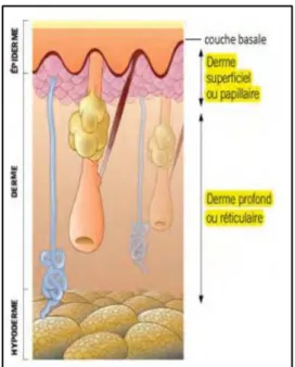 Figure 5 : schéma du derme 