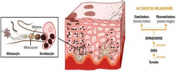 Figure 7 : la mélanogenèse 