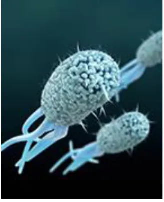 Figure n°6 : Photographie microscopique de E. coli entérohémorragique (6) 