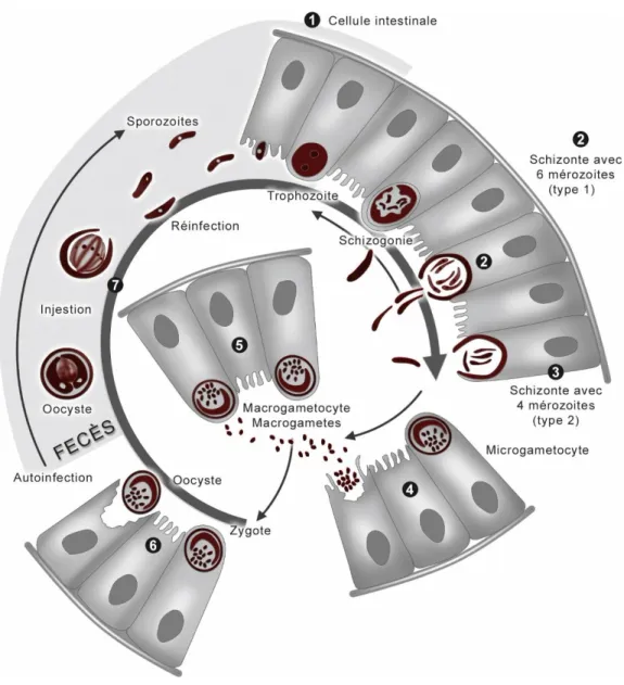 Figure n°9 : Cycle parasitaire de Cryptosporidium parvum (54) 