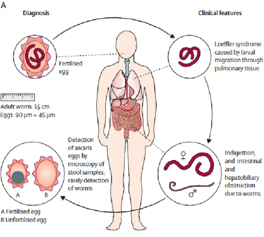 Figure 10 : Cycle parasitaire de l’Ascaris lumbricoides 