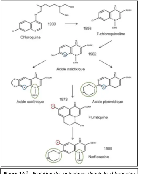 Figure  1A 3  :  Evolution  des  quinolones  depuis  la  chloroquine  jusqu’au développement de l’acide nalidixique 