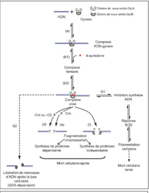 Figure  1B  4   :  Représentation  schématique  de  l’action  des  quinolones  sur  la  gyrase  comme  cible  primaire  d’après  Drlica  et  al., 2008 6 