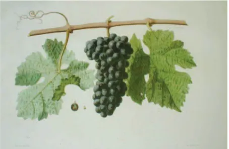 Illustration 15 - Cabernet Sauvignon  