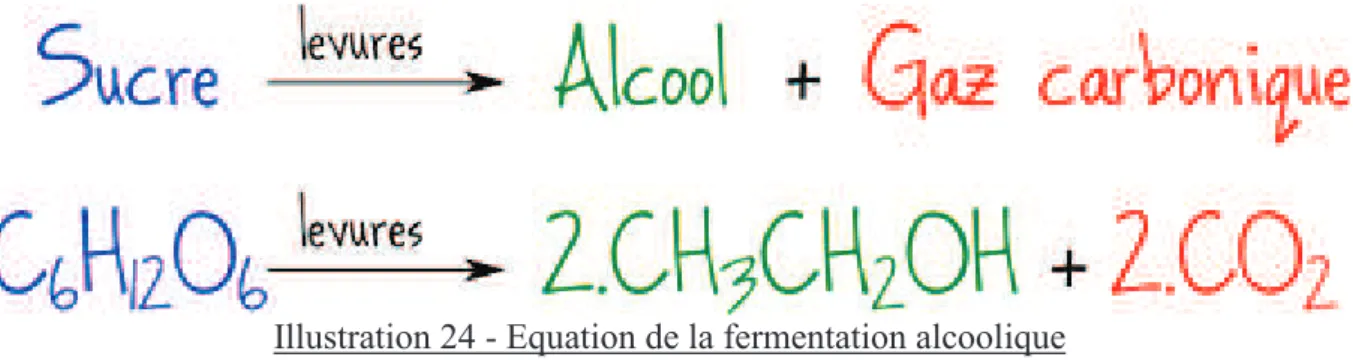 Illustration 24 - Equation de la fermentation alcoolique  