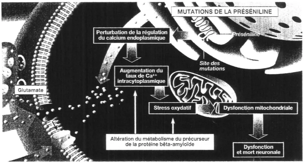 Figure 8 : Effets des mutations des présénilines 