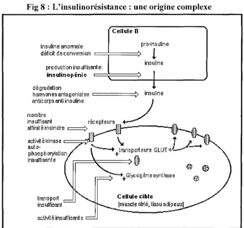 Fig 8 : L'insulinorésistance : une origine complexe 