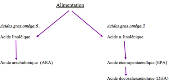 Figure 4. Schéma de la synthèse des différents AG omégas 3 et 6 