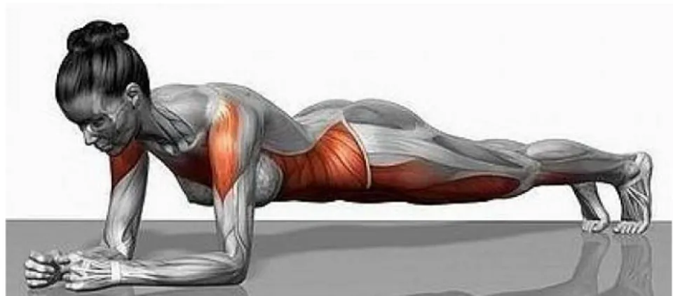 Figure 15 : Le gainage, exercice de musculation pouvant être  réalisé à l’entrainement 