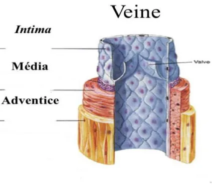Figure 7 : Structure d’une paroi veineuse  