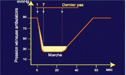 Figure 11 : Evolution de la pression veineuse en orthodynamisme chez le sujet sain 