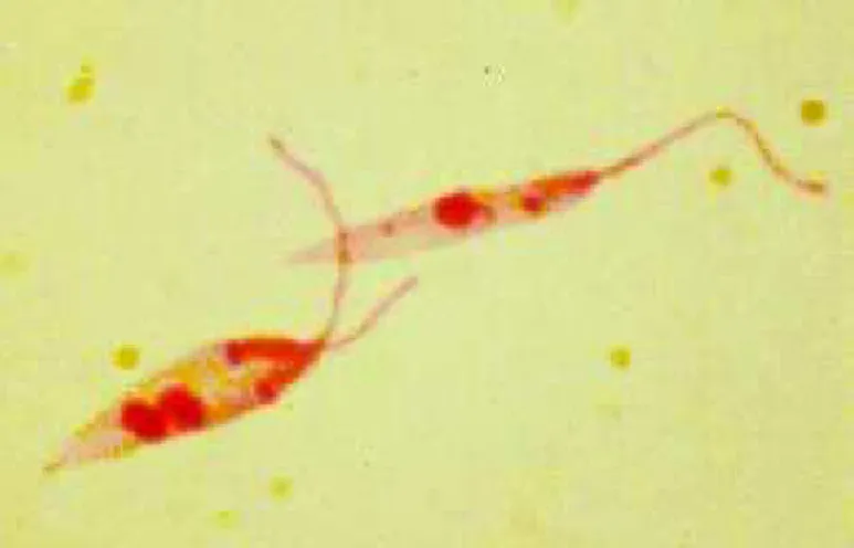 Figure 1 : Leishmania infantum sous forme promastigote (4). 