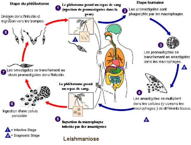 Figure 3 : Cycle évolutif des leishmanies chez l'homme (hôte) et chez le phlébotome (vecteur) (9)