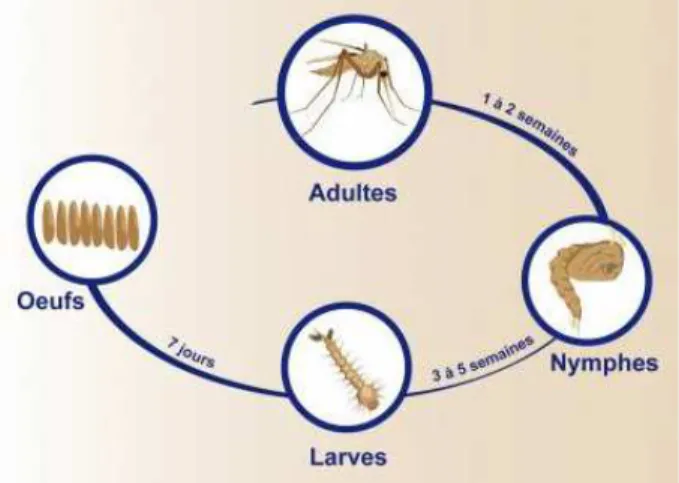 Figure 5 : Cycle de vie du phlébotome (insecte vecteur) (12). 