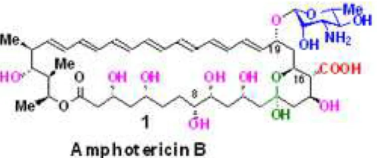 Figure 6 : Structure chimique de l'amphotéricine B liposomale (14). 