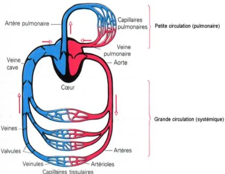 Figure 2 :  La circulation sanguine (2) 