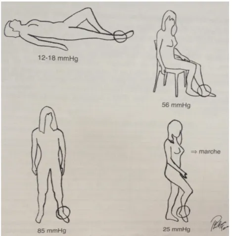 Figure 8 : Variations posturales de la pression périphérique (8) 