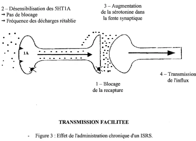 Figure 3 : Effet de l'administration chronique d'un ISRS. 