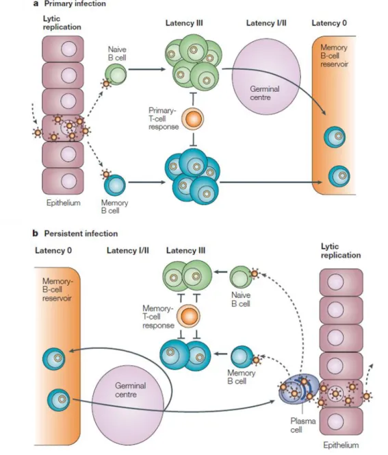 Figure 2 : Cycle de vie du virus d’Epstein-Barr et ses interactions avec les cellules hôtes  (Young et al., 2004) (a) Primo-infection : le virus transmis par la salive infecte un lymphocyte B  naïf ou mémoire du tissu lymphoépithélial oropharyngé soit dire