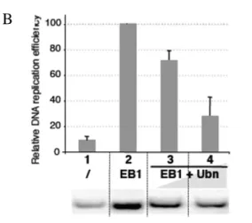 Figure  9  :  Effet  de  l’ubinucléine  sur  le  cycle  lytique  d’EBV.  (Gruffat  et  al.,  2011)  A