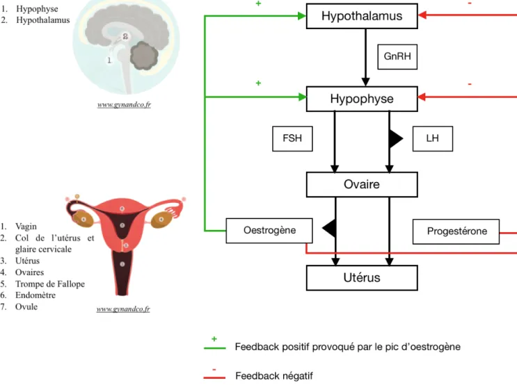 Figure 1 : Régulation hormonale du cycle menstruel (12) (13) 