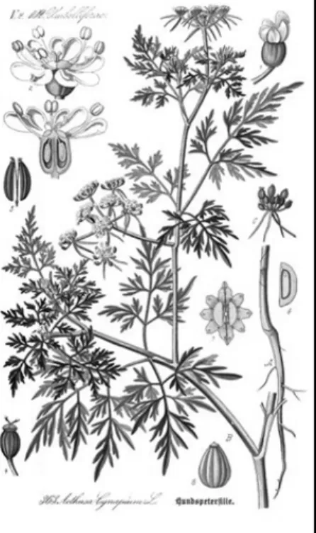 Fig 2 – Conium maculatum 