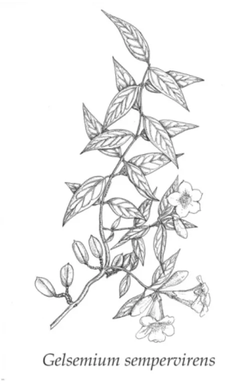 Fig 4 – Gelsemium sempervirens  a) Clinique en cas d’intoxication aiguë 